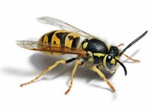 Wasp exterminator Hertfordshire